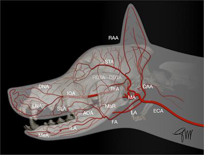 Frontiers Locoregional Flap Reconstruction Following